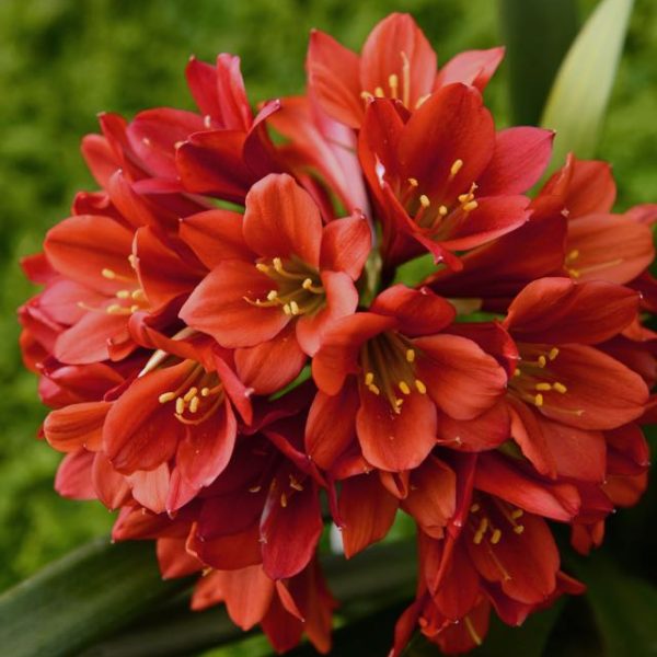 Celestial Arrangement