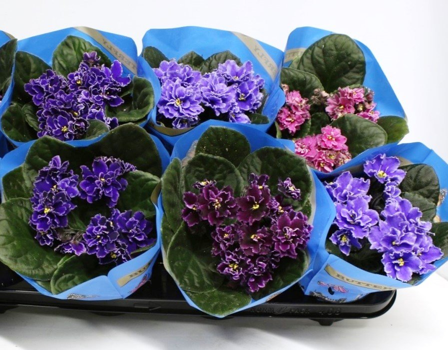 Autumn Breeze - Image 3