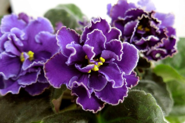 Autumn Breeze - Image 4