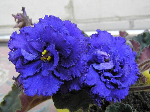 Autumn Breeze - Image 2