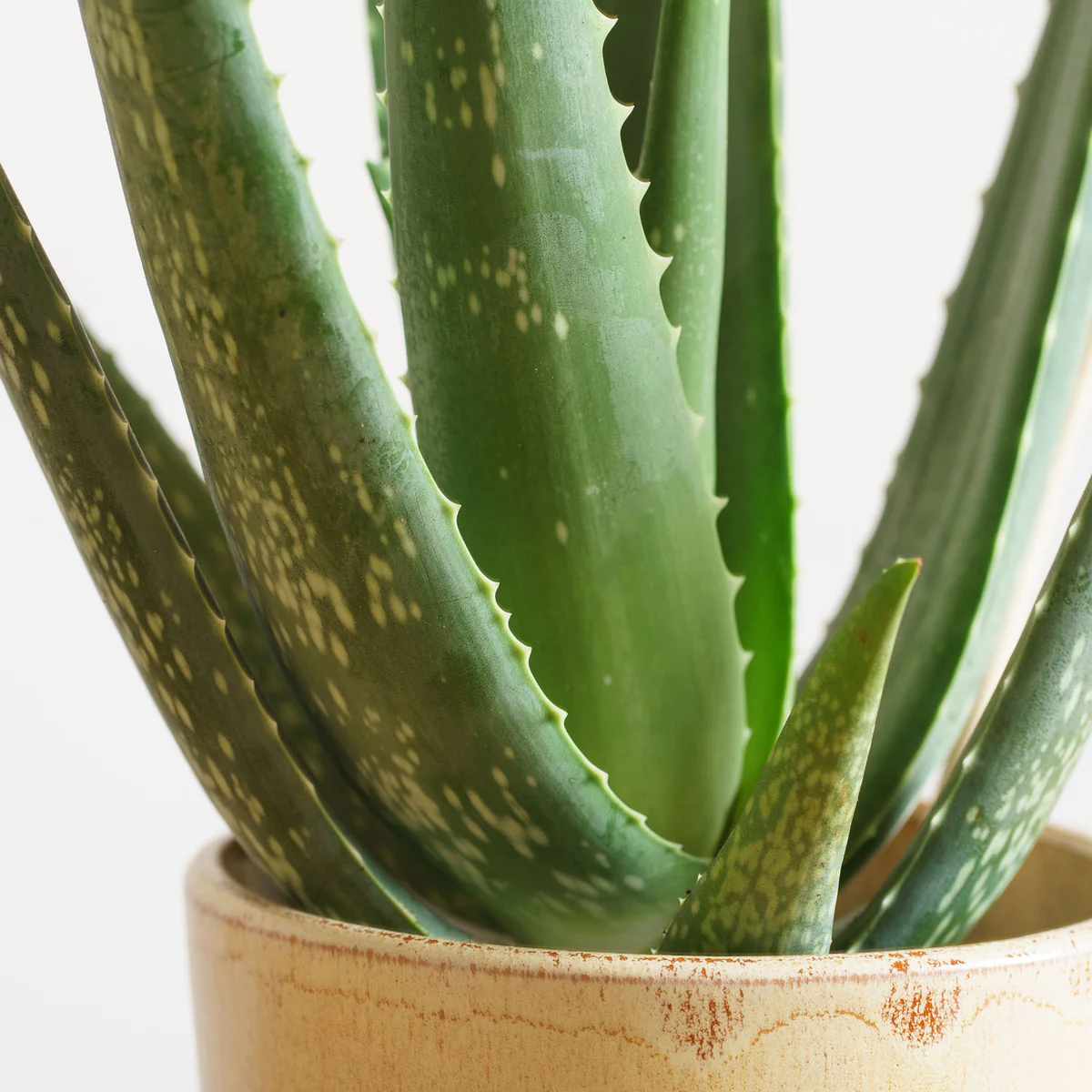 Autumn Harvest - Image 3