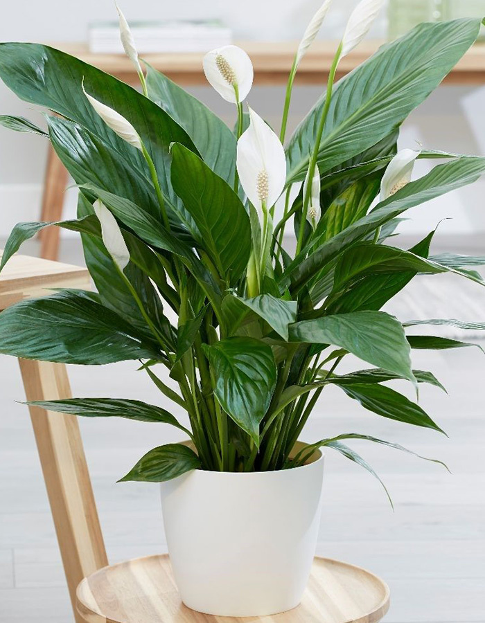 Serene Oasis - Image 4