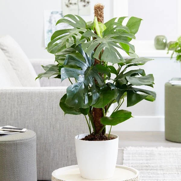 Orchid Beauty - Image 4